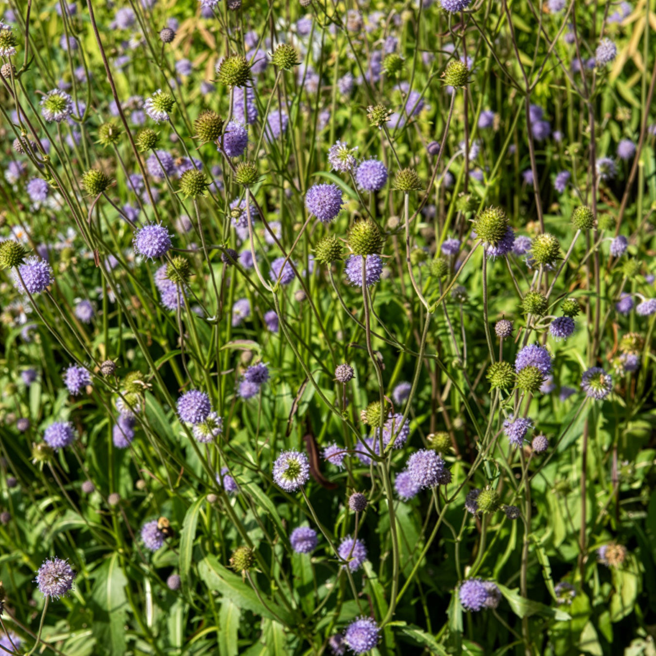 Teufelsabbiss - Succisa pratensis - Bakker