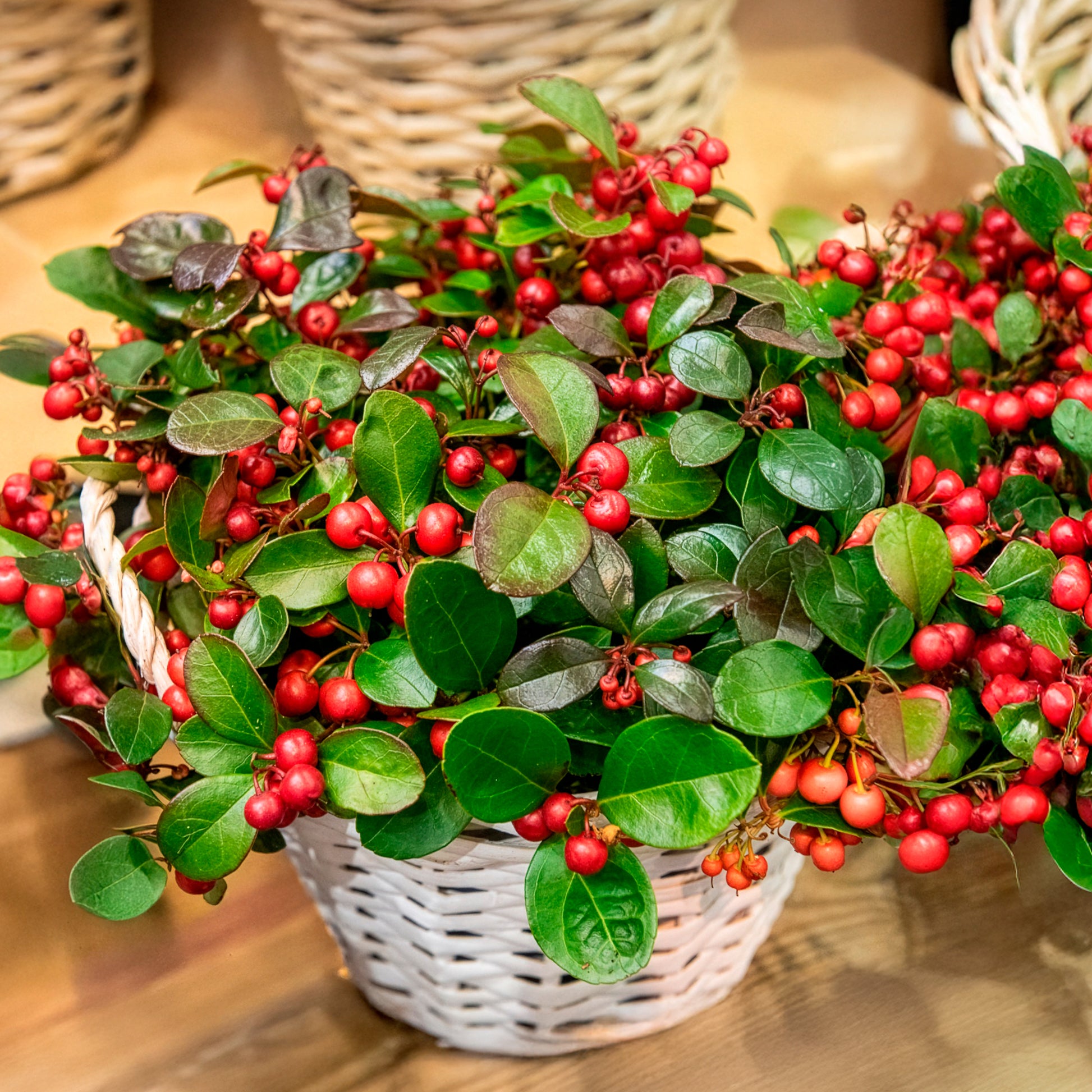Blühende Sträucher - Gaultheria procumbens 'Big Berry' - Gaultheria procumbens Big Berry