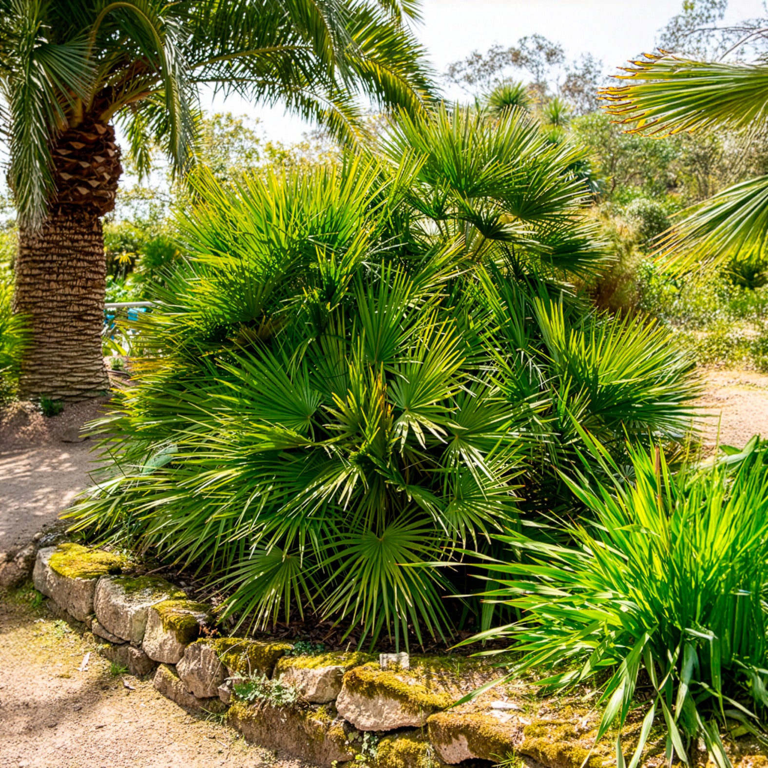 Palmen - Zwergpalme - Chamaerops humilis