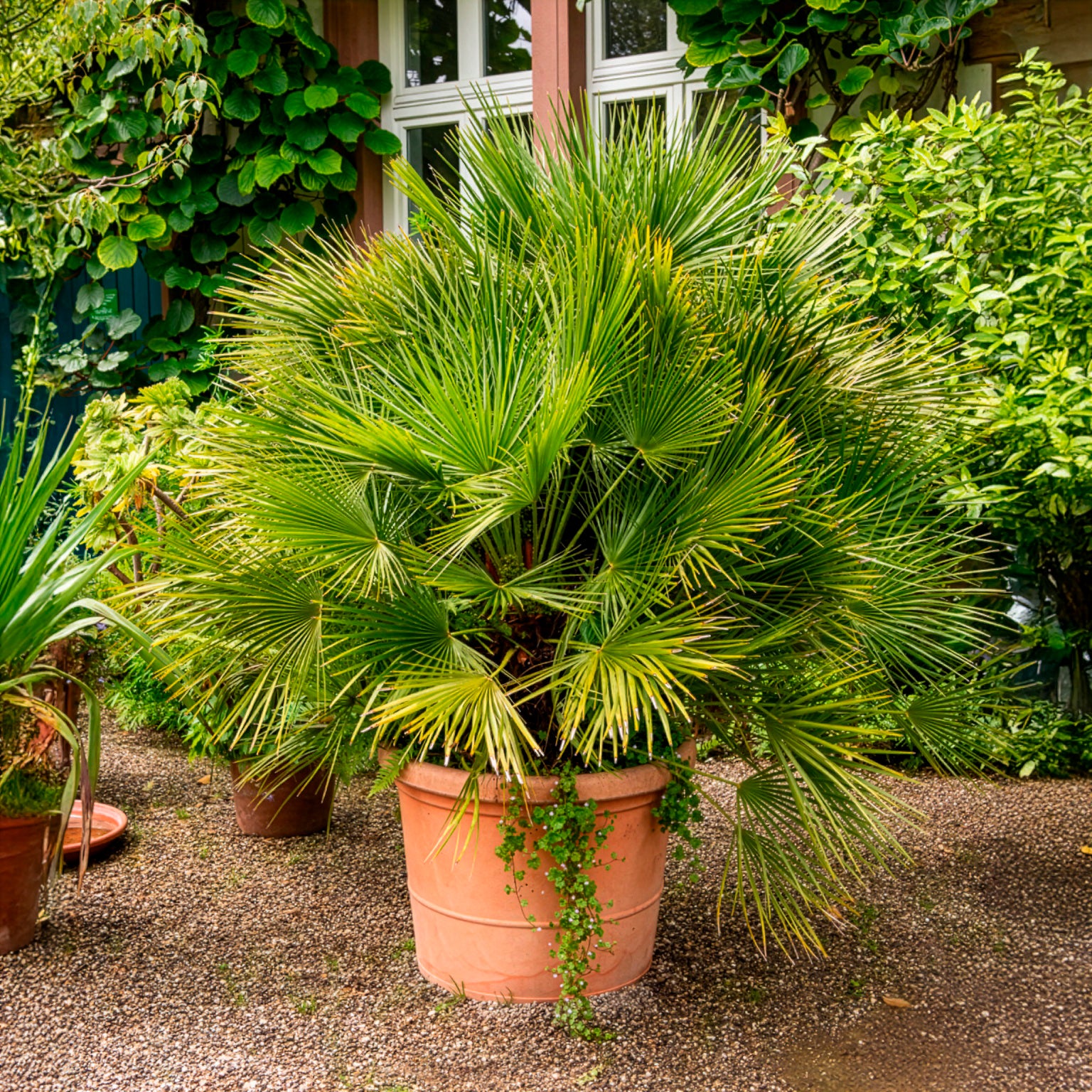 Verkauf Zwergpalme - Chamaerops humilis