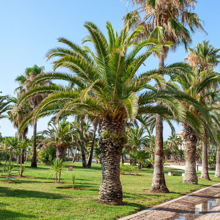 Phoenix canariensis - Kanarische Dattelpalme - Palmen
