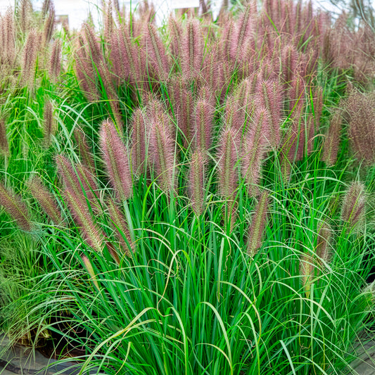Lampenputzergras ‘Red Head’ - Bakker