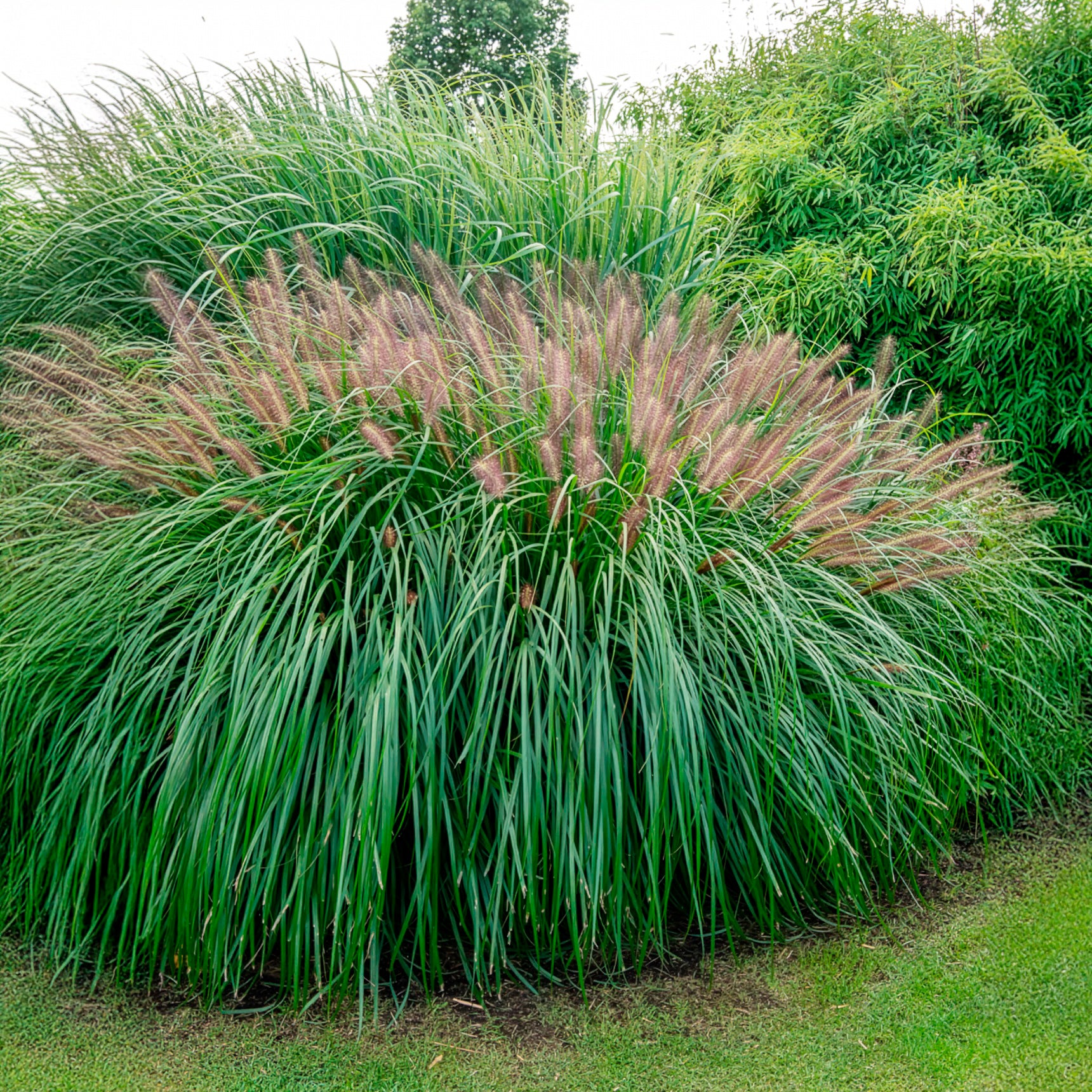 Pennisetum alopecuroides red head - Lampenputzergras ‘Red Head’ - Pennisetum