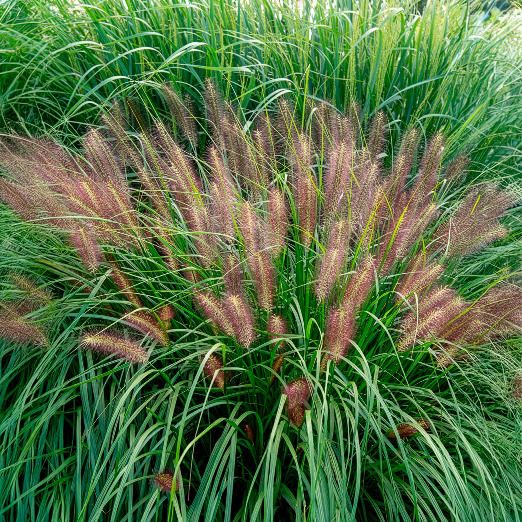 Pennisetum - Lampenputzergras ‘Red Head’ - Pennisetum alopecuroides red head