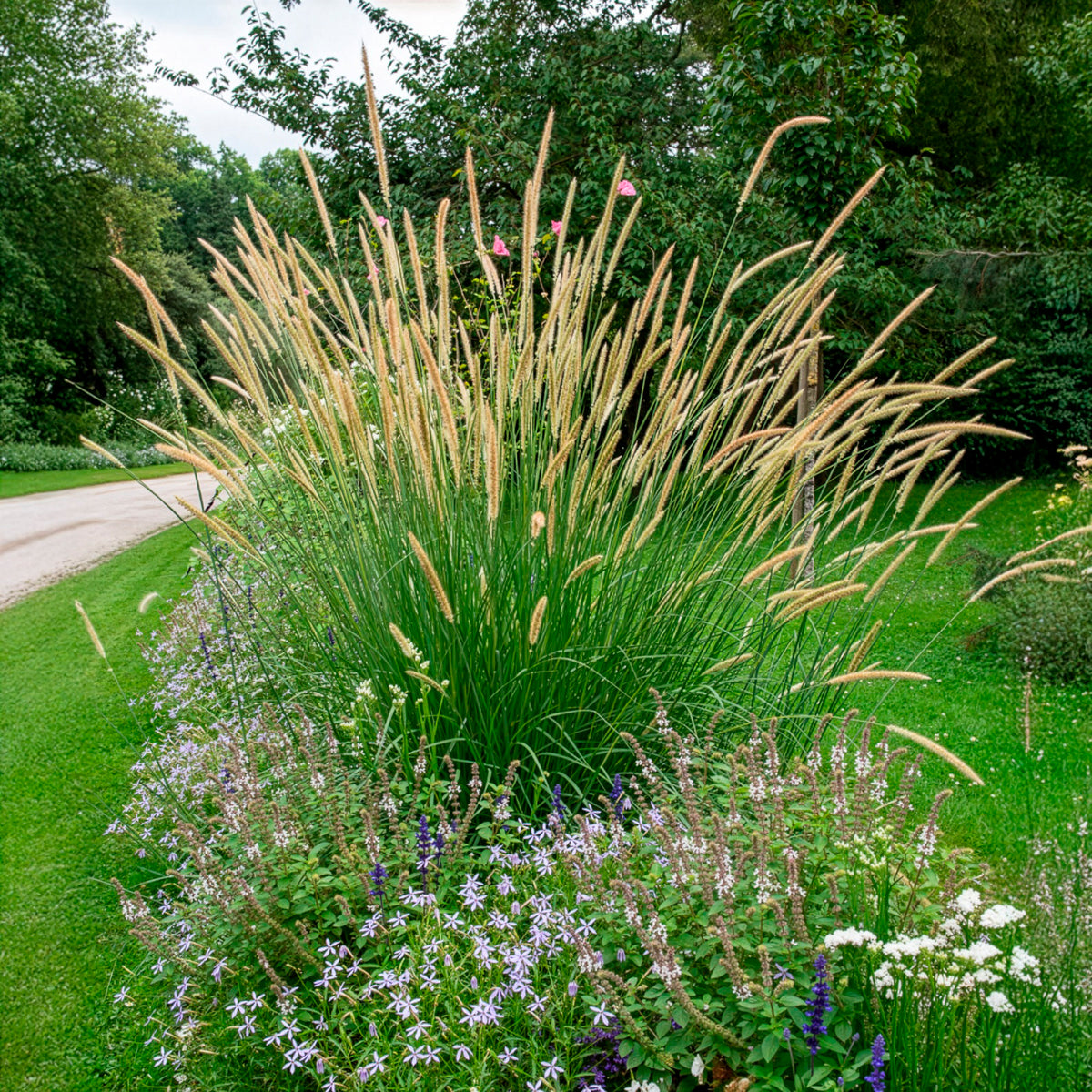 Verkauf Aufrechtes Lampenputzergras (Pennisetum alopecuroides) - Pennisetum macrourum