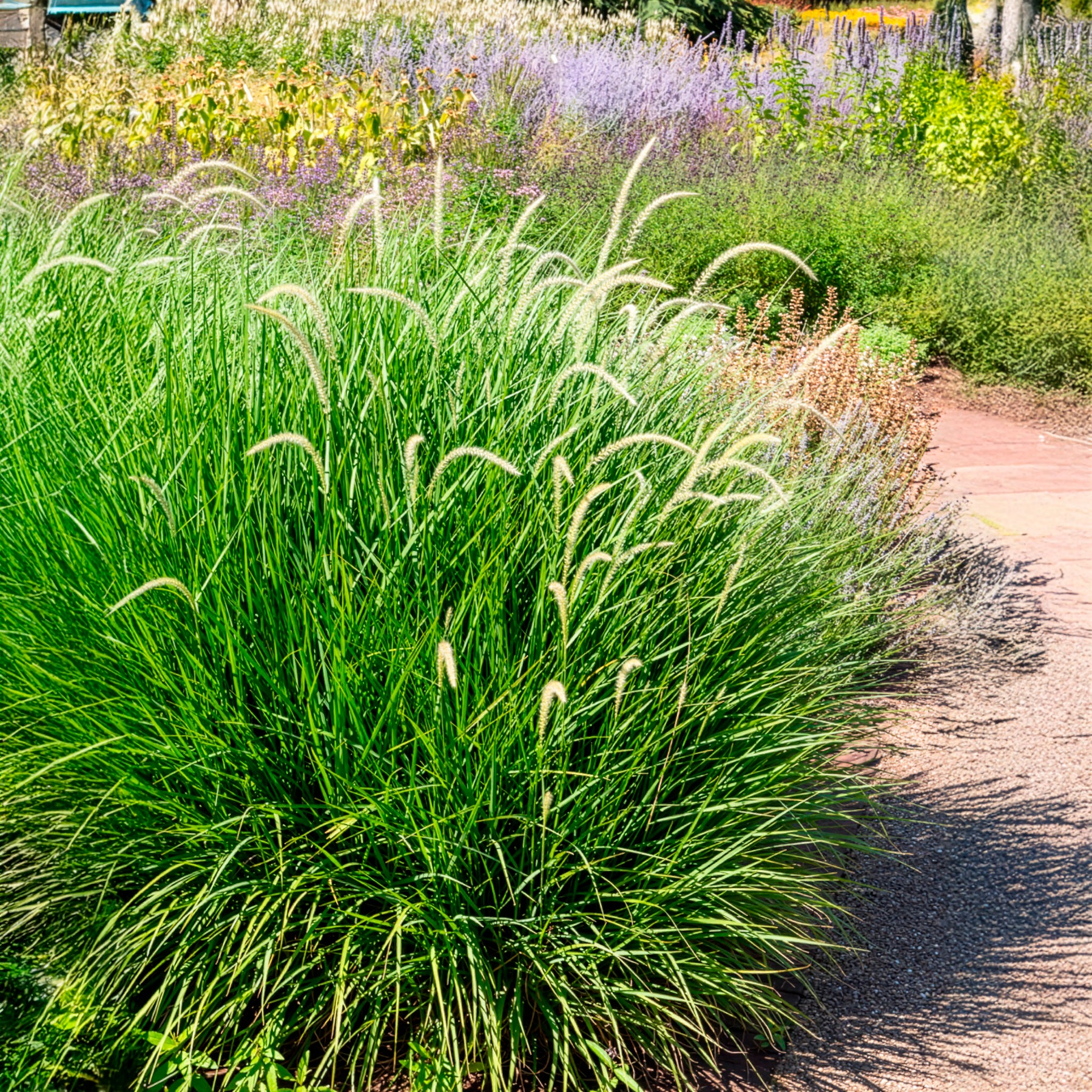 Orient-Lampenputzergras ‘Fairy Tails’ - Pennisetum orientale Fairy Tails - Bakker
