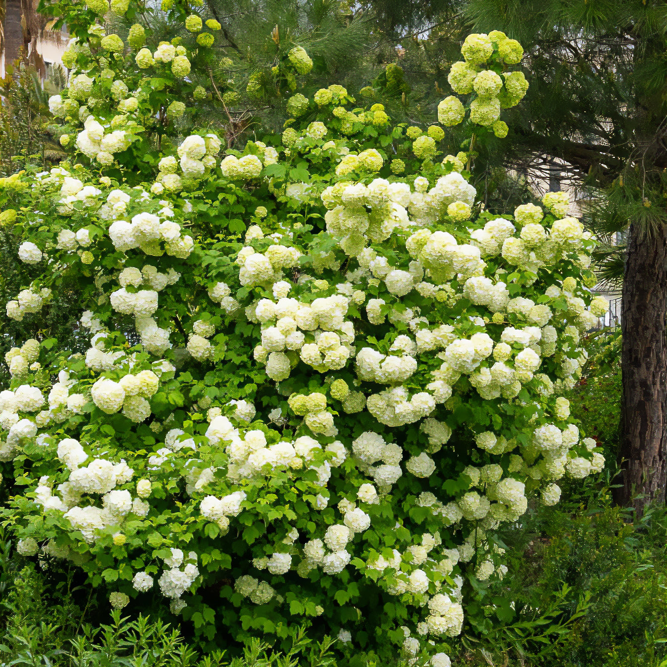 Schneeball ‘Roseum’ - Viburnum opulus Roseum - Bakker