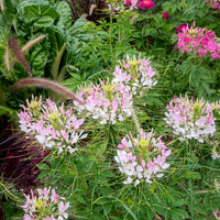 Cleome spinosa rose beauty - Dornige Cleome Rose Beauty - Cleome - Spinnenblume