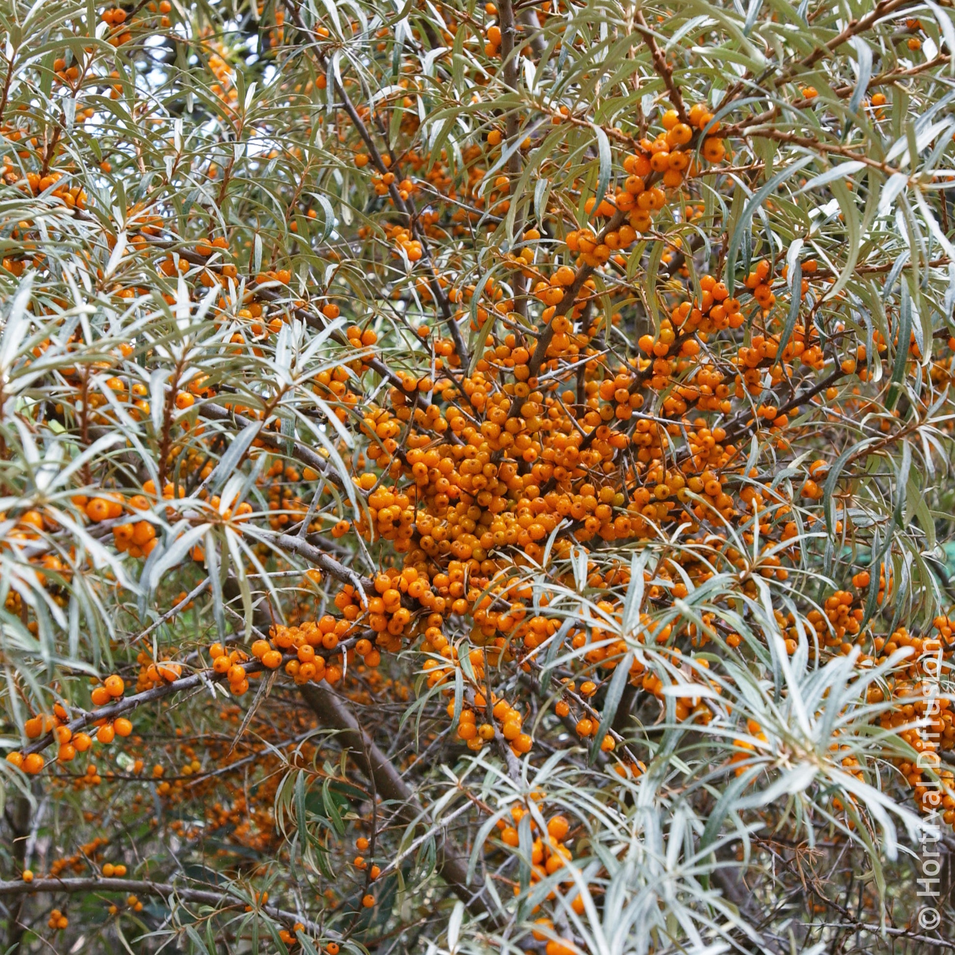 Verkauf Sanddorn - Hippophae rhamnoides