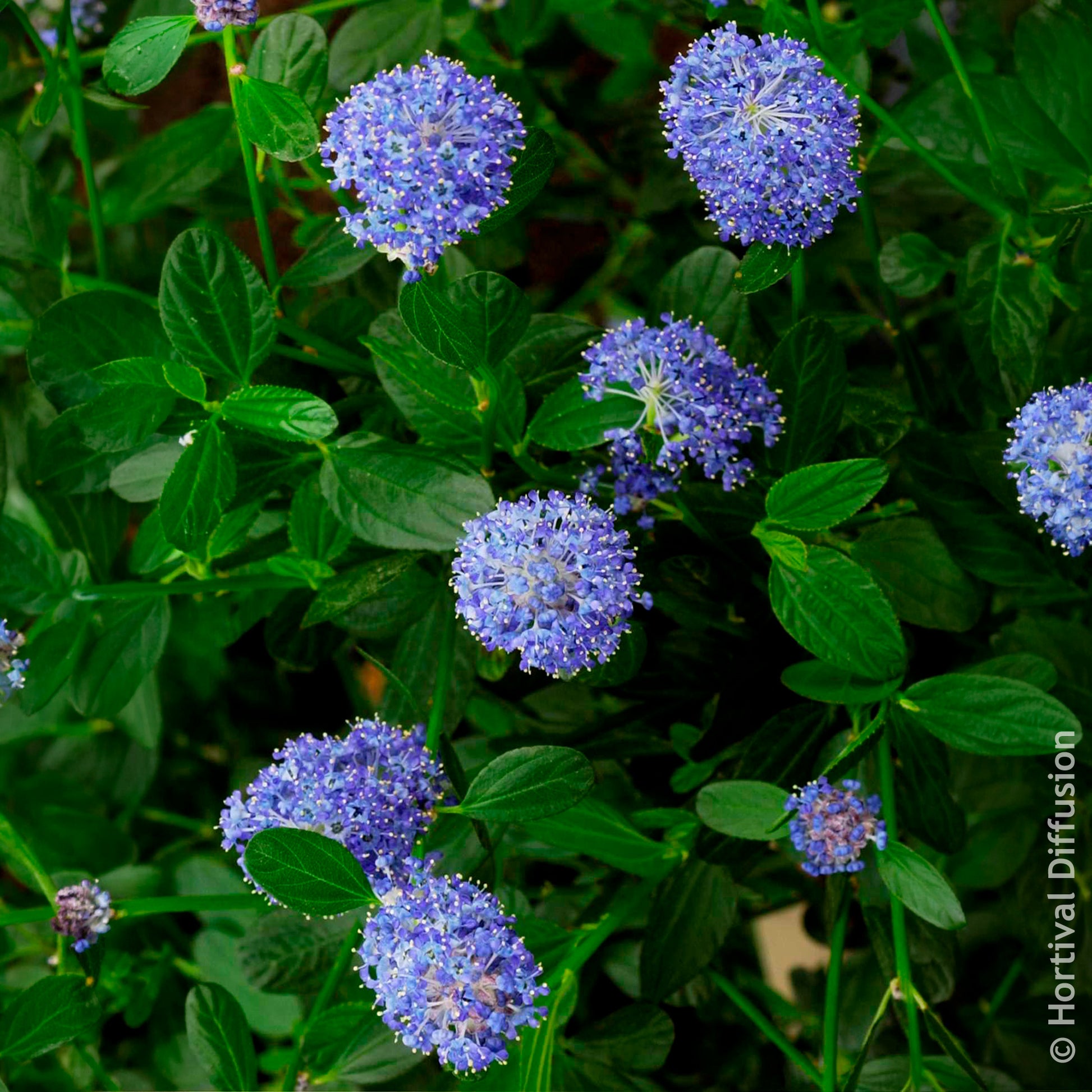 Verkauf Säckelblume Skylark - Ceanothus thyrsiflorus Skylark