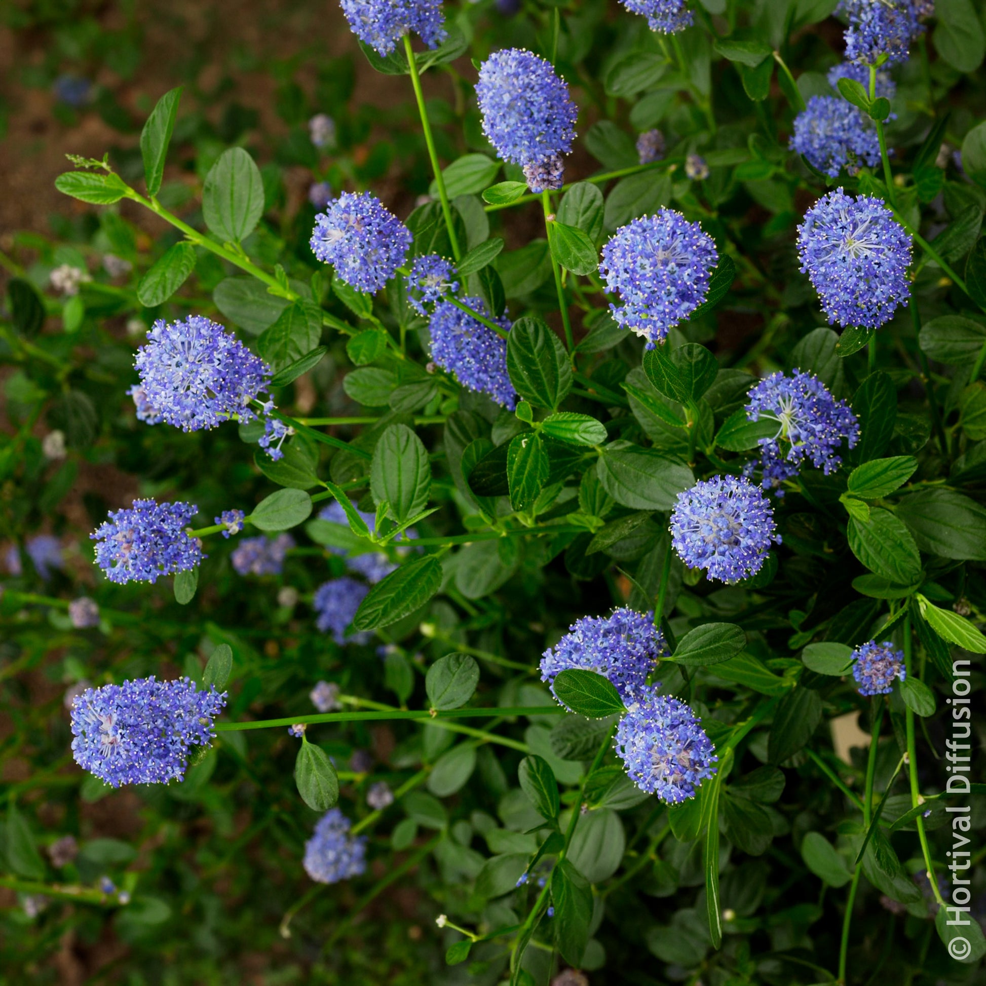 Säckelblume - Säckelblume Skylark - Ceanothus thyrsiflorus Skylark