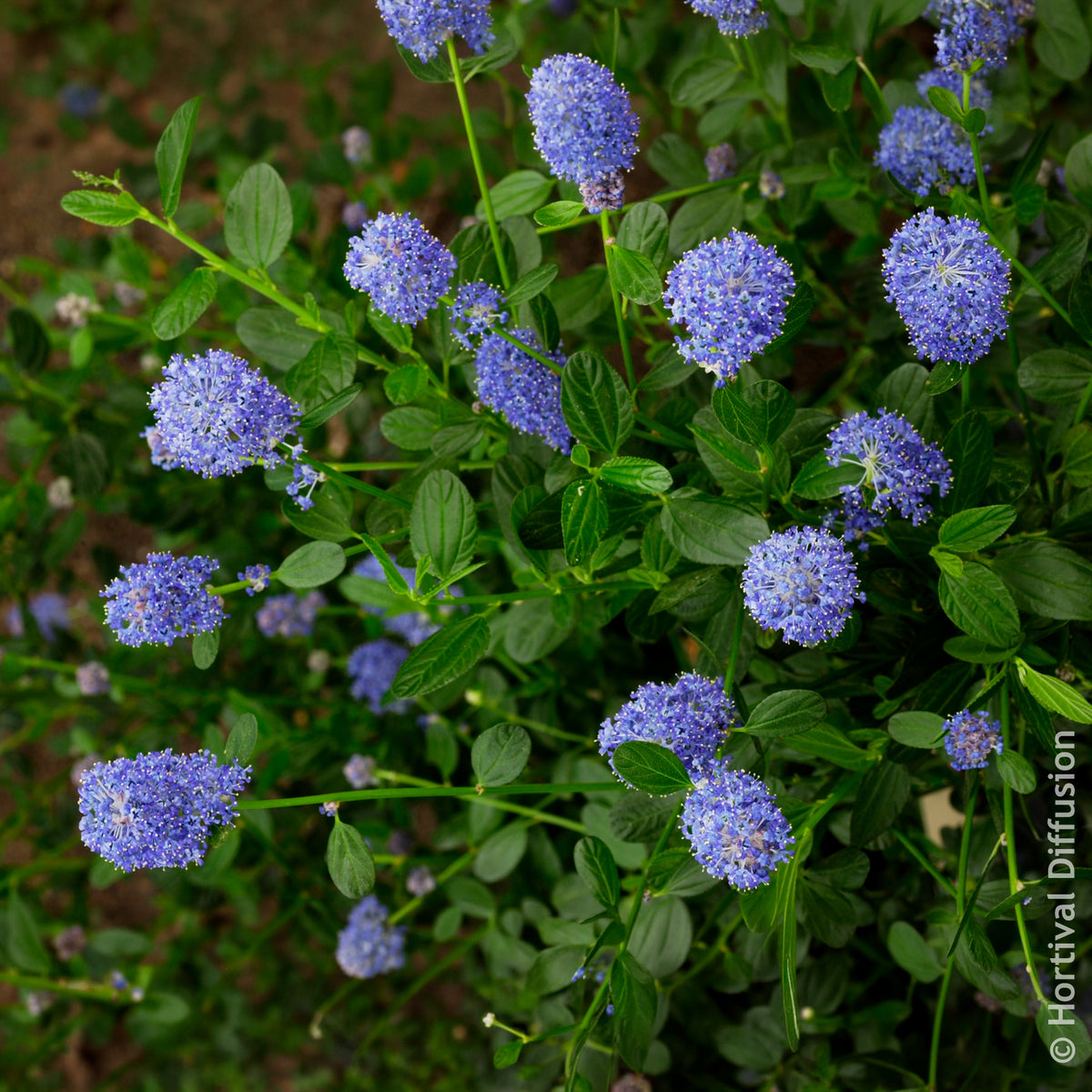 Säckelblume - Säckelblume Skylark - Ceanothus thyrsiflorus Skylark