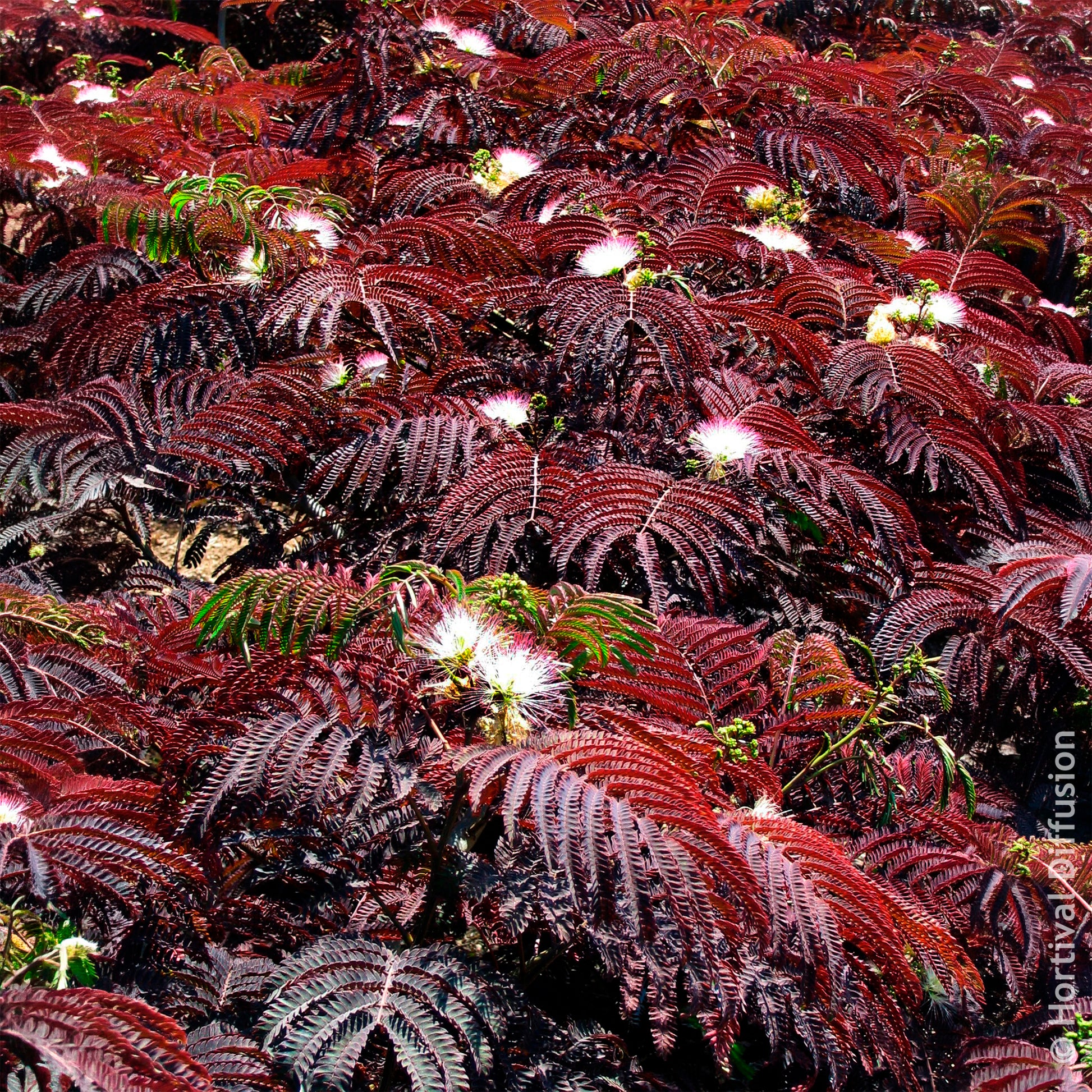 Verkauf Seidenbaum Summer Chocolate®. - Albizia julibrissin Summer Chocolate®