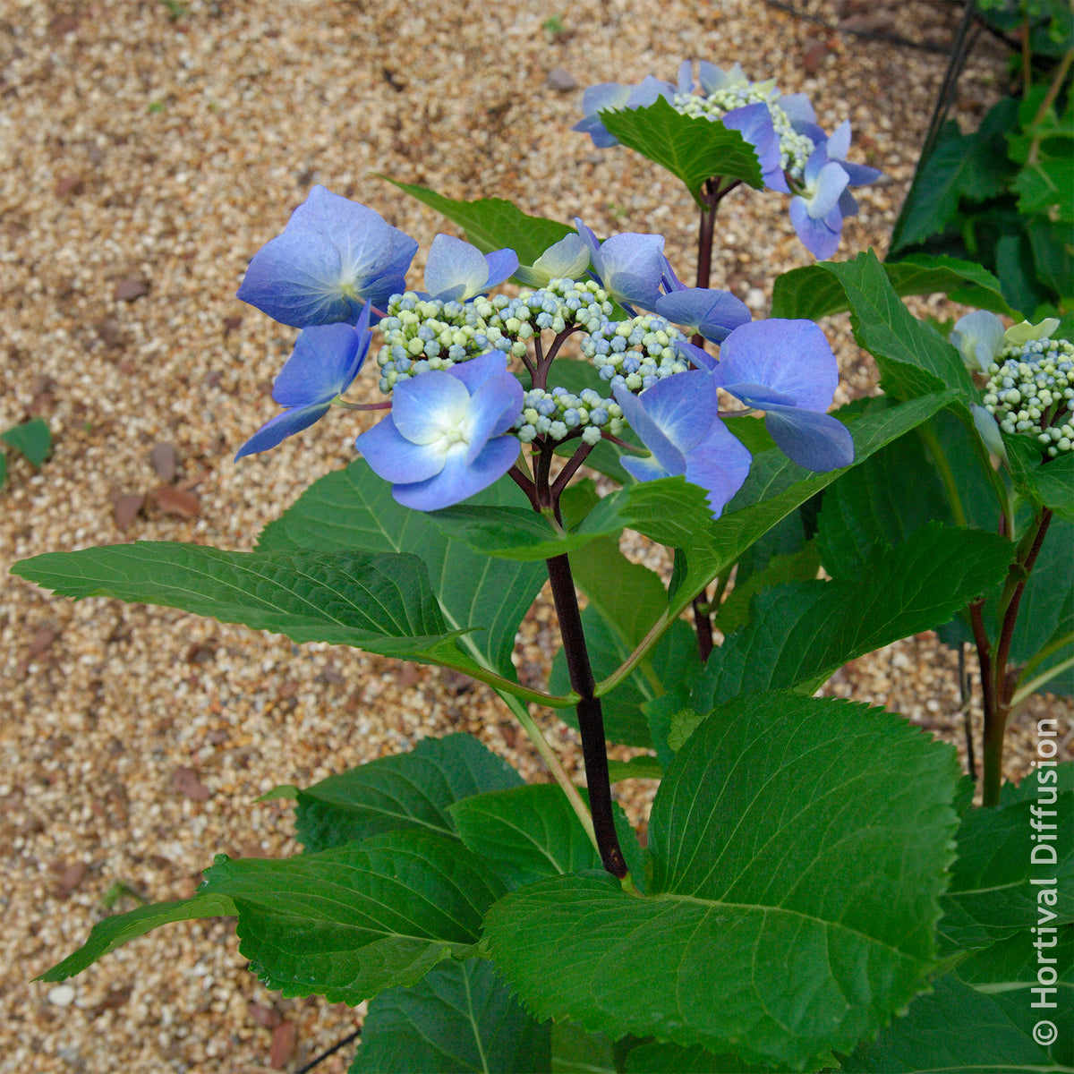 Hydrangea Zorro - Hortensie Zorro Blue - Hortensien