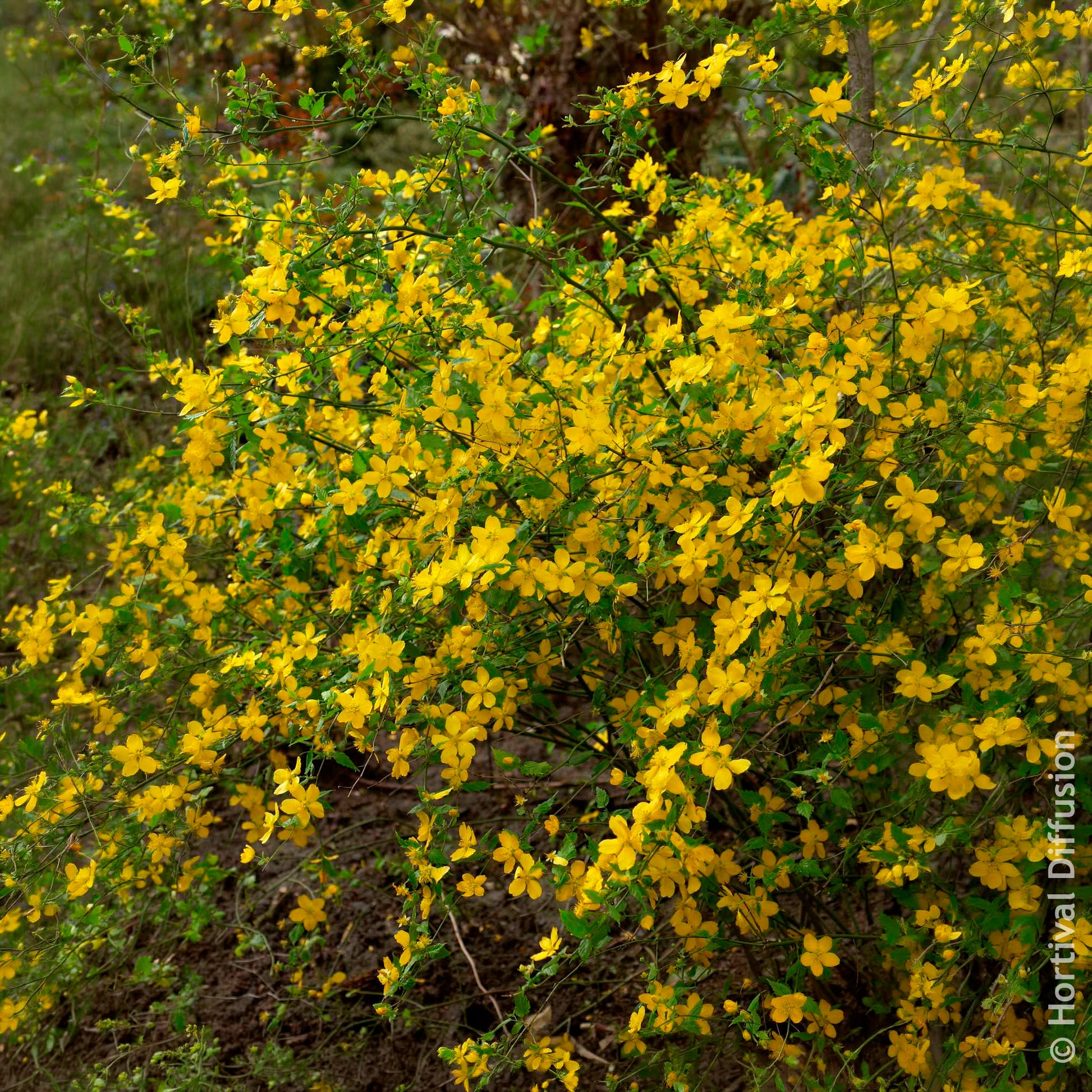 Ranunkelstrauch Golden Guinea - Blühende Sträucher - Bakker