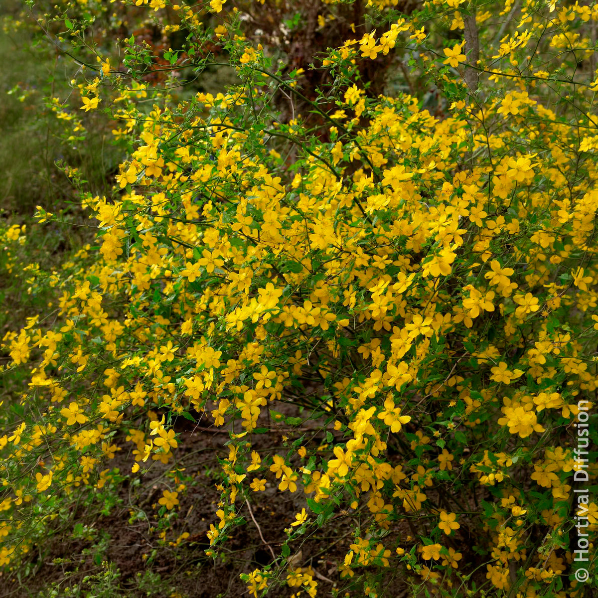 Ranunkelstrauch Golden Guinea - Blühende Sträucher - Bakker