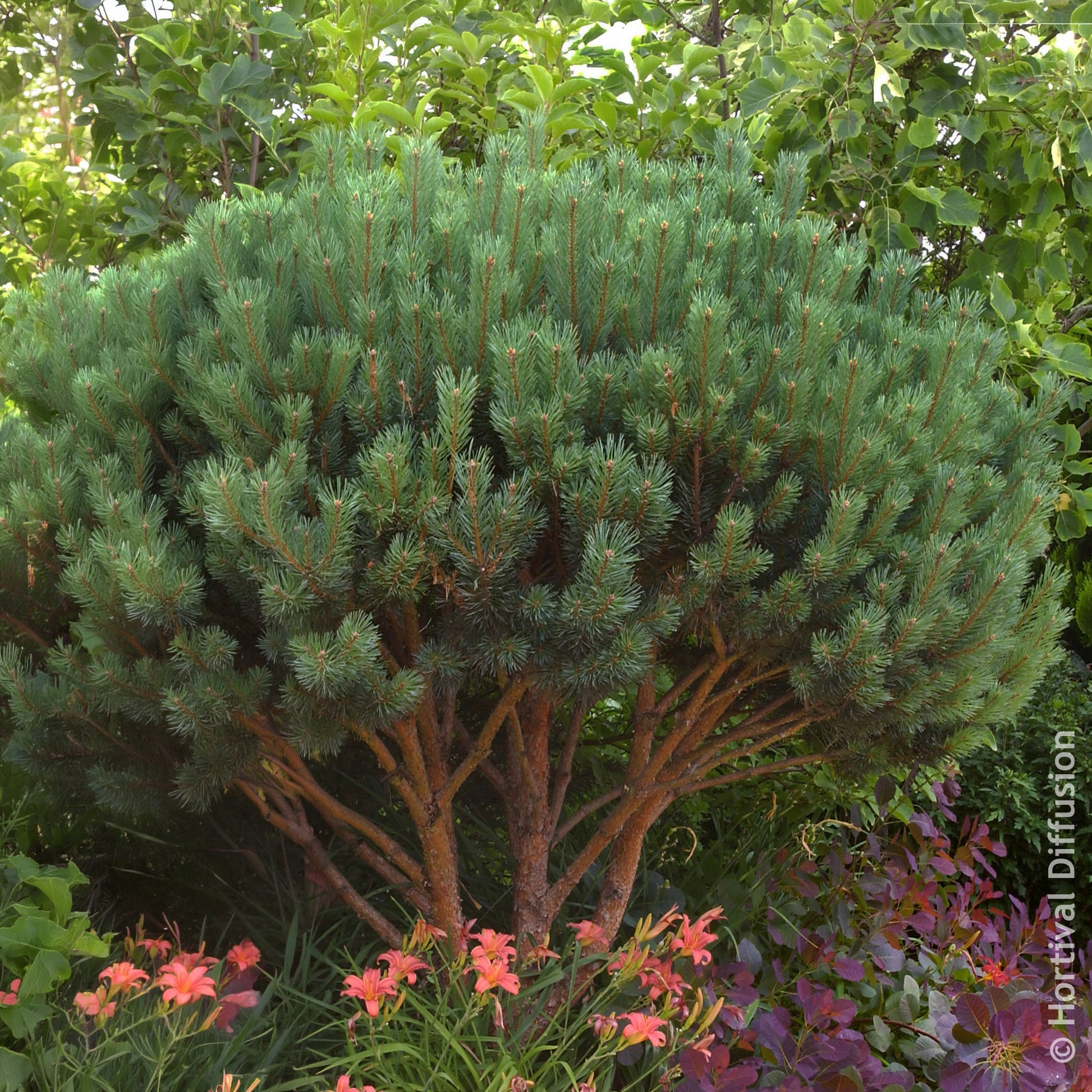 Kiefer - Waldkiefer Watereri - Pinus sylvestris Watereri