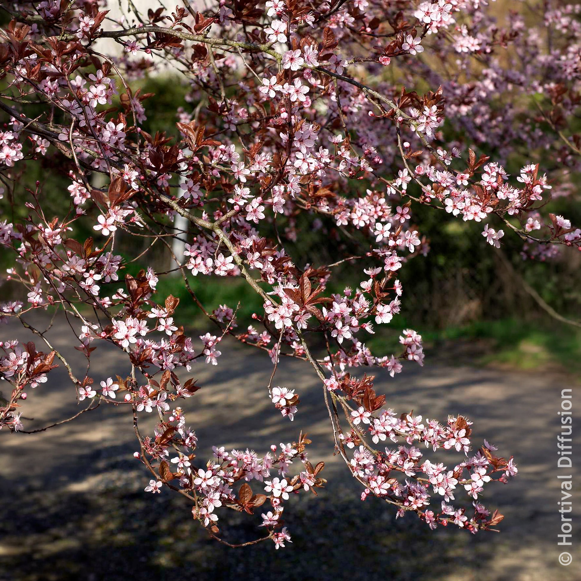Verkauf Zierpflaume - Prunus cerasifera Atropurpurea