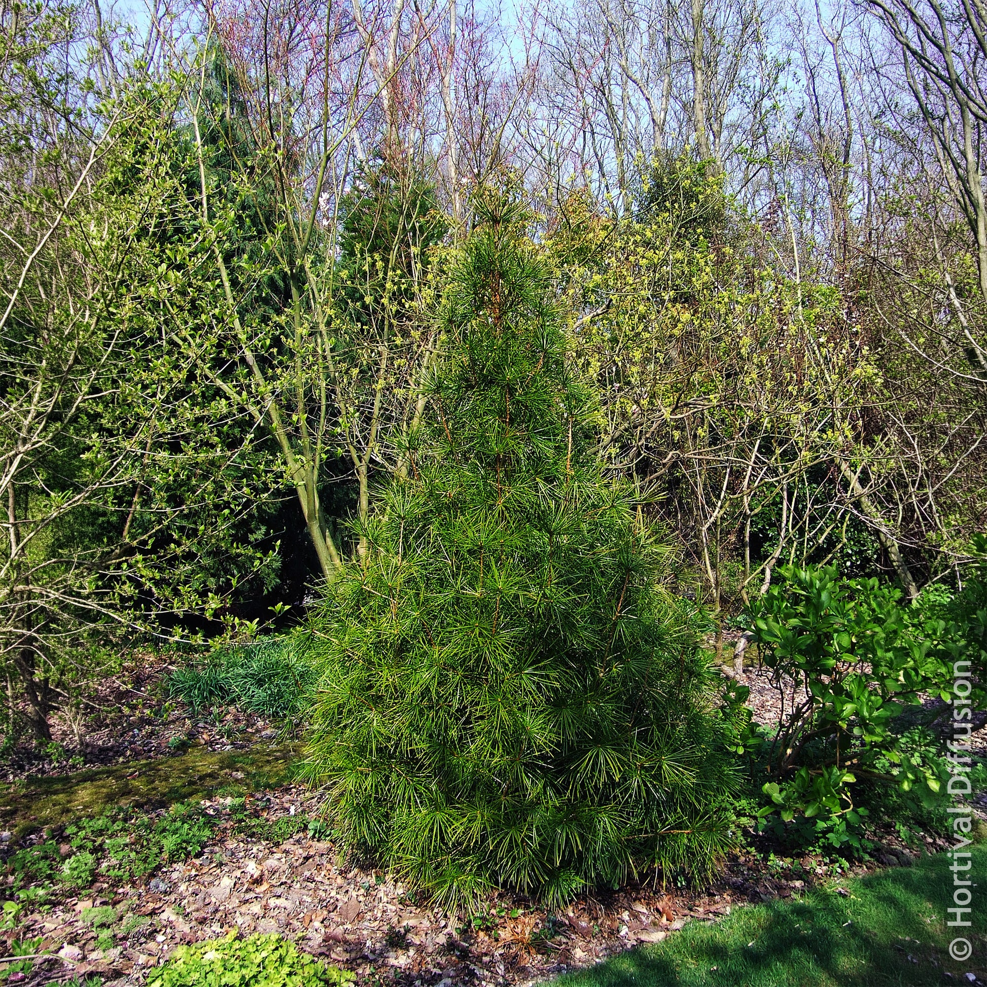 Verkauf Japanische Schirmtanne - Sciadopitys verticillata