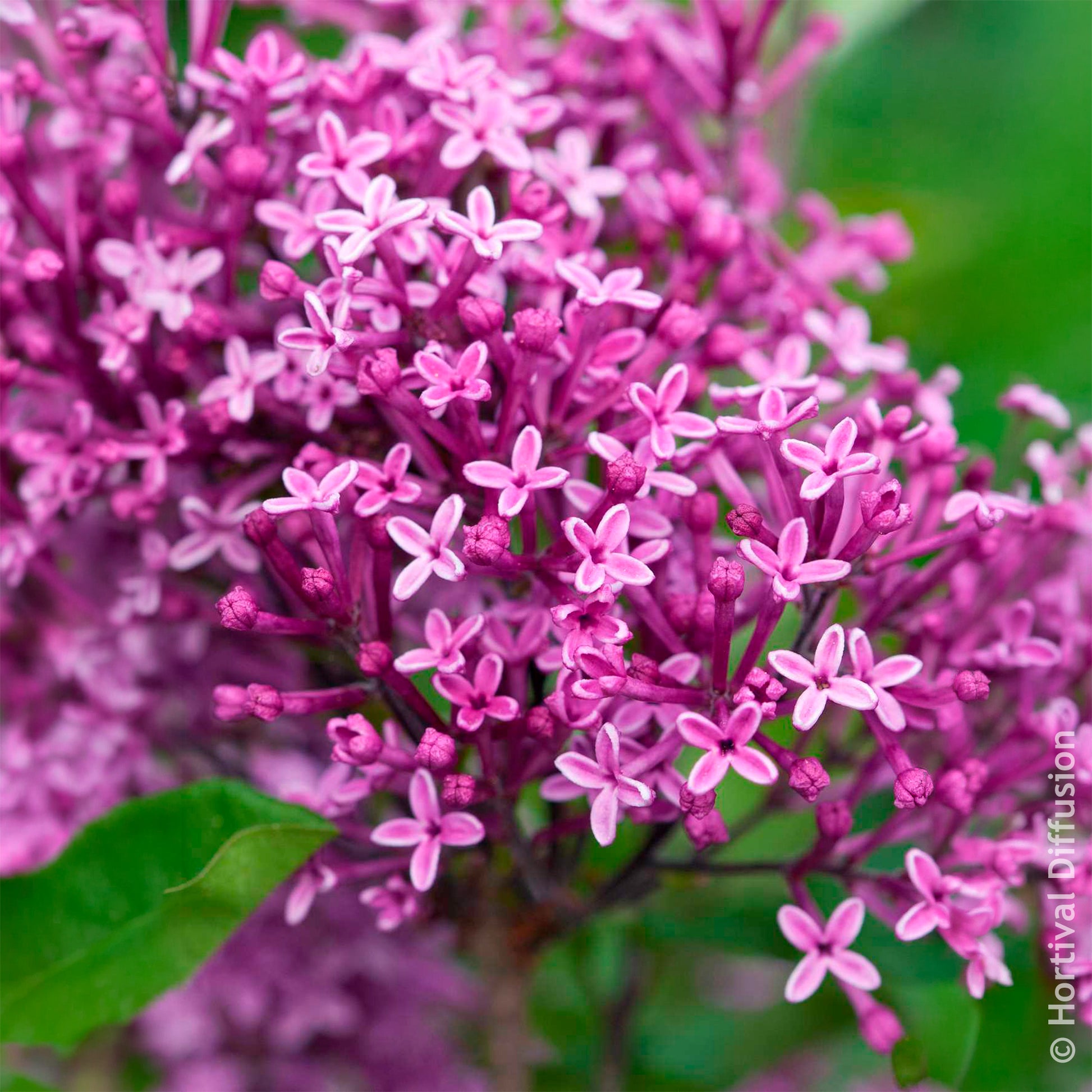Herbstflieder 'Dark Purple' - Flieder - Bakker