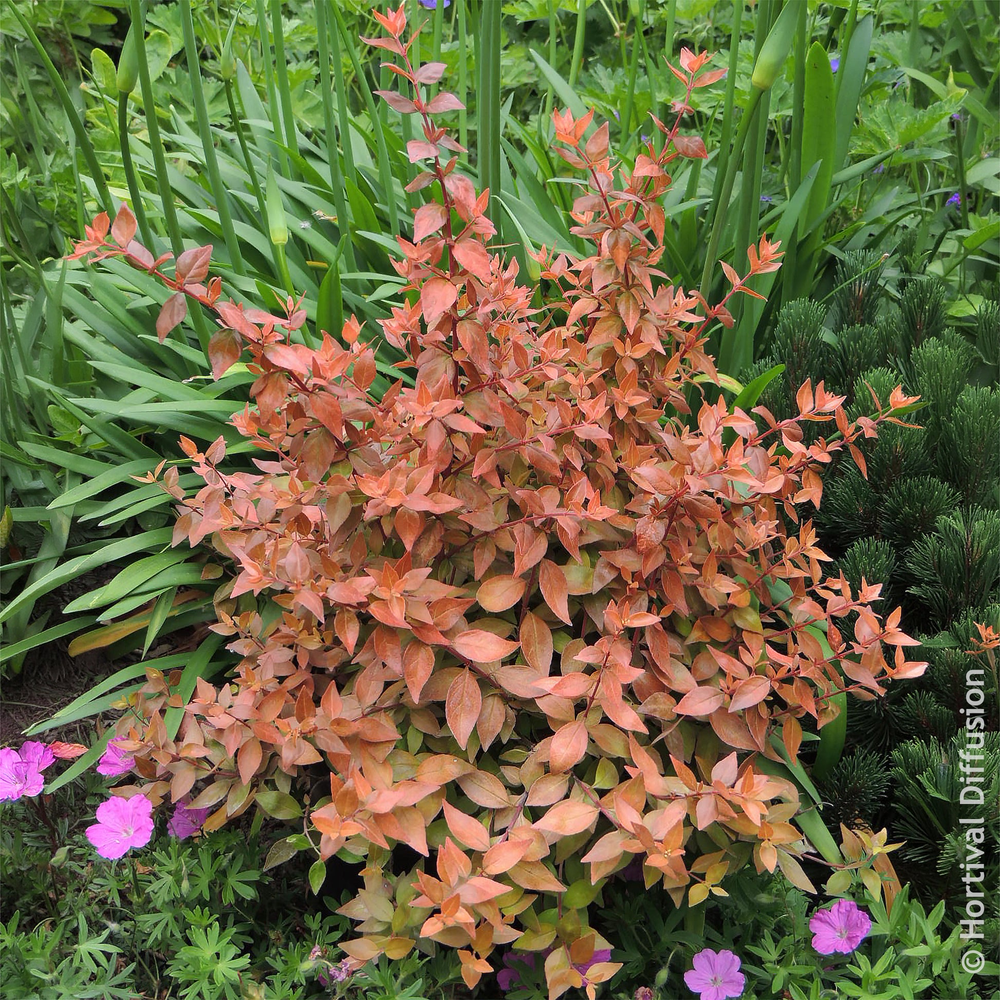 Großblütige Abelie Caramel Charm - Abelia grandiflora Caramel Charm - Bakker