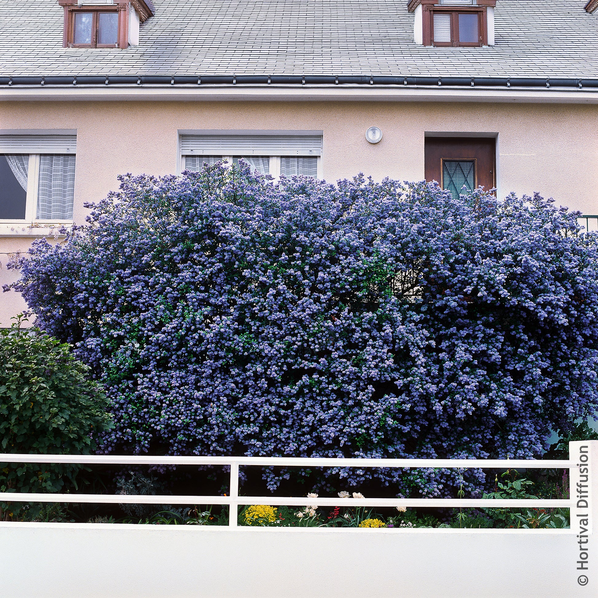 Säckelblume Trewithen Blue - Ceanothus arboreus Trewithen Blue - Bakker