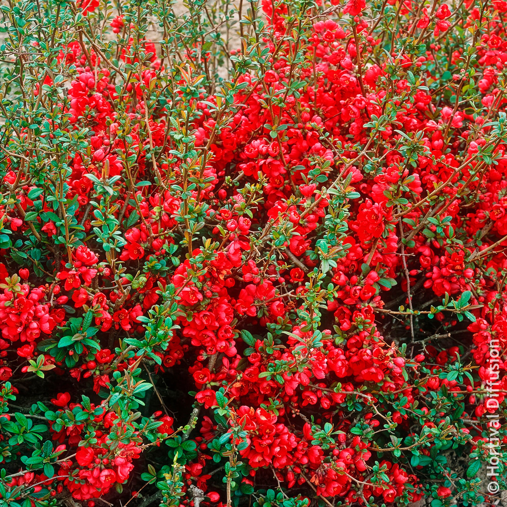 Japanische Zierquitte Rubra - Chaenomeles speciosa Rubra - Bakker