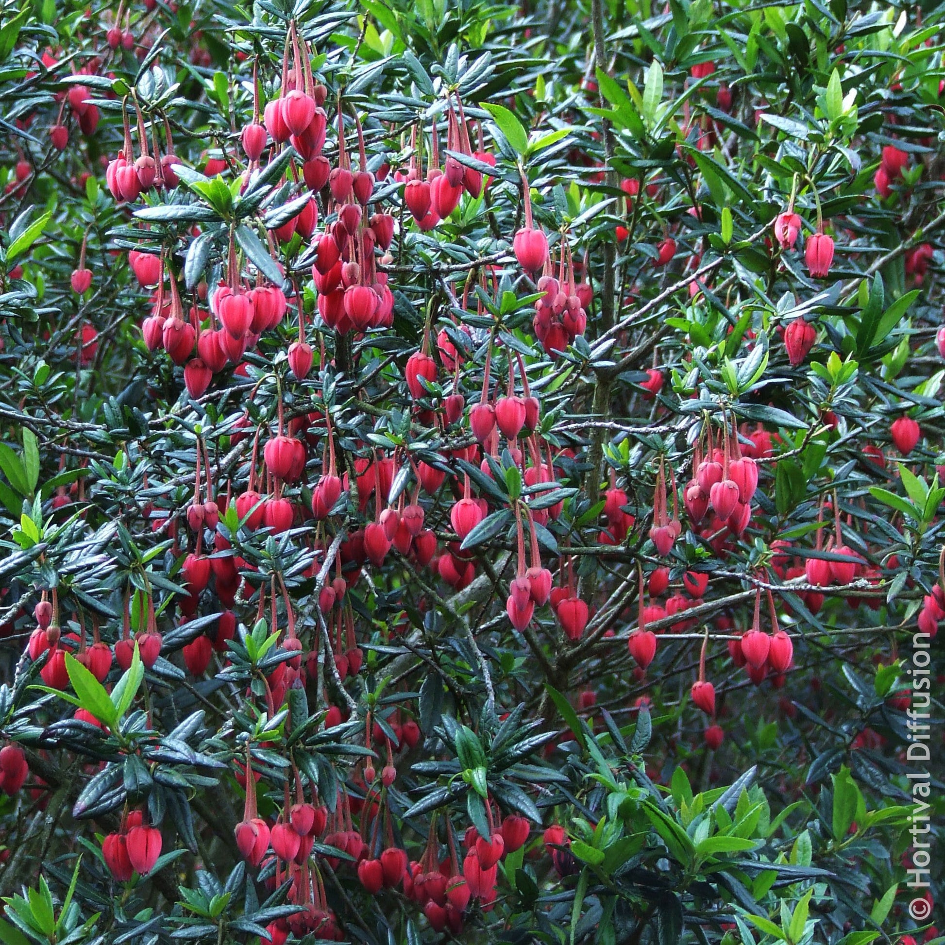 Chilenischer Lanternenbaum - Crinodendron hookerianum - Bakker