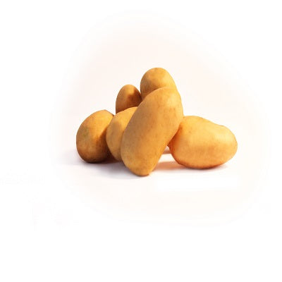 Kartoffel ‘Blanche’ - Solanum tuberosum blanche (cn 991131) - Bakker