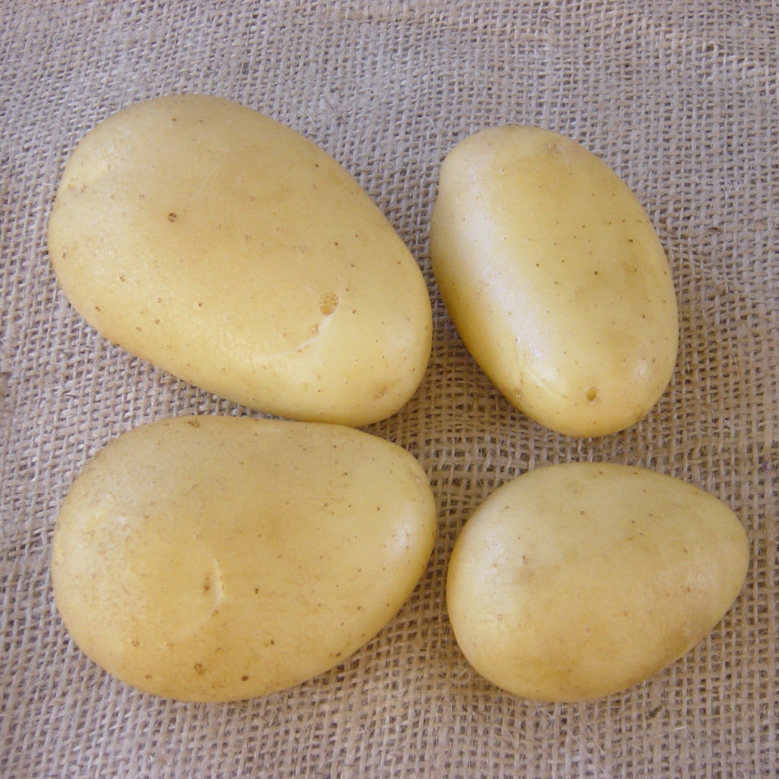 Solanum tuberosum caesar - Kartoffel ‘Caesar’ (x25) - Kartoffelpflanzen