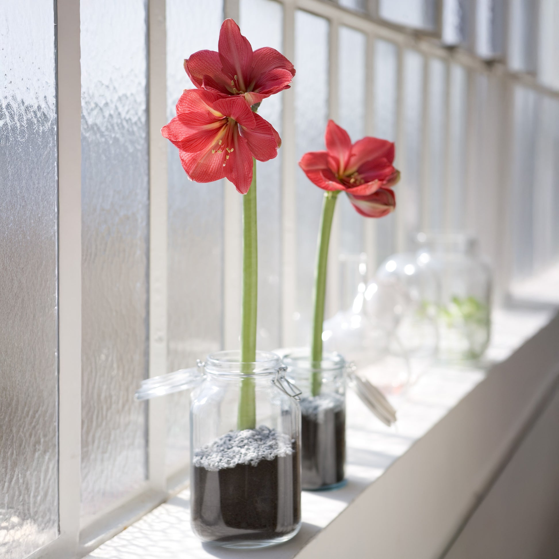 Amaryllis Gloss X Mas Red - Wachs Amaryllis  Gloss X Mas Red - Amaryllis in Wachs