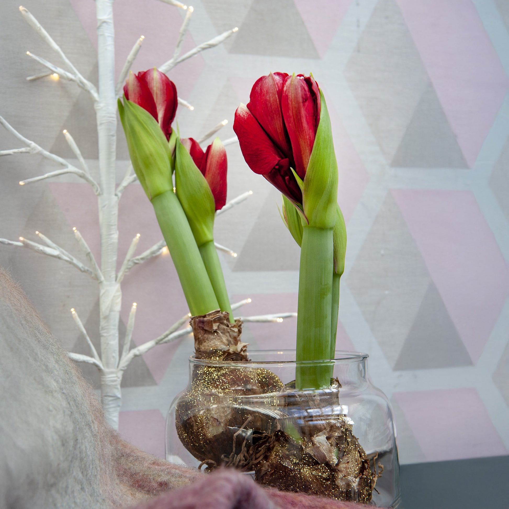 Wachs Amaryllis  Magic Rosé Gold - Amaryllis  Magic Rosé Gold - Bakker