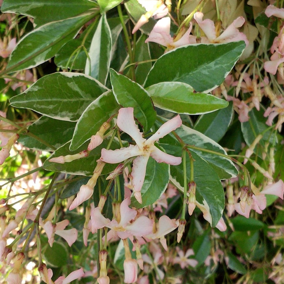 Trachelospermum asiaticum Star of Milano ® - Sternjasmin ‘Star of Milano’® - Sternjasmin - Trachelospermum