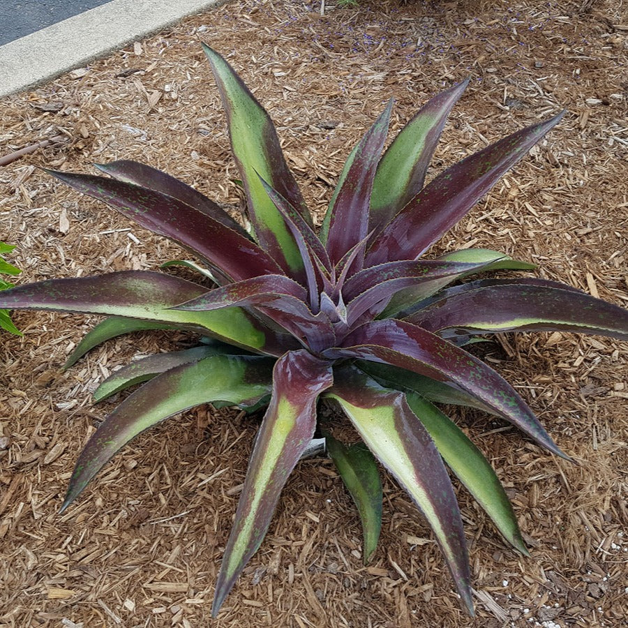 Agave - Mangave Mission to Mars® - Agave manfredii Mission to Mars ® (Mangave)