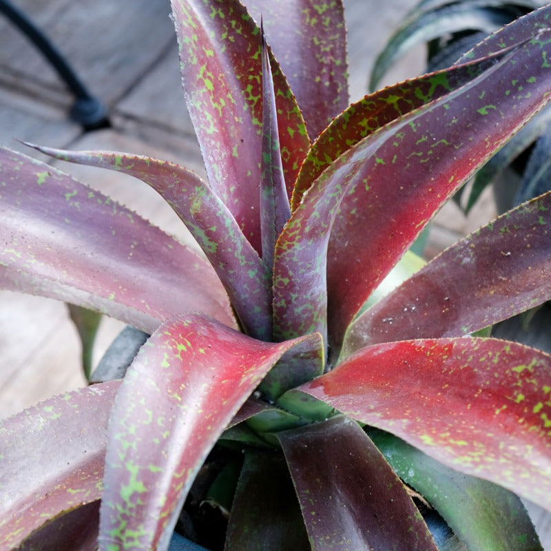 Agave manfredii Mission to Mars ® (Mangave) - Mangave Mission to Mars® - Agave