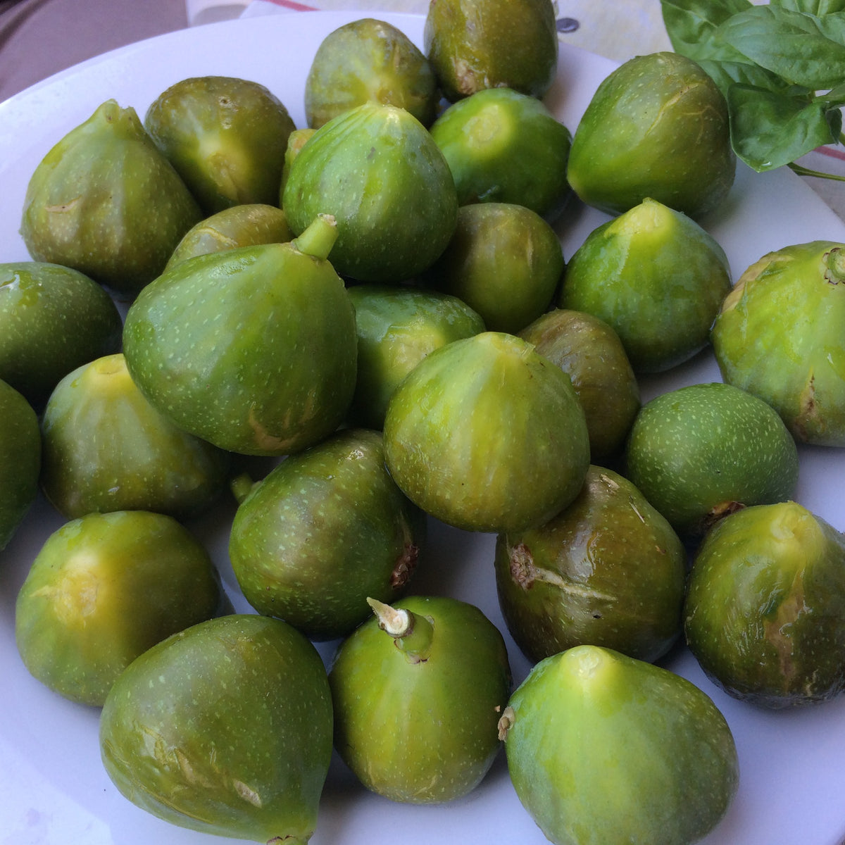 Zwergfeige Ficcolino - Ficus carica Gustis ® Ficcolino - Bakker