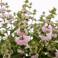 Caryopteris x clandonensis Camara® Pink - Bartblume ‘Camara’® Pink - Caryopteris