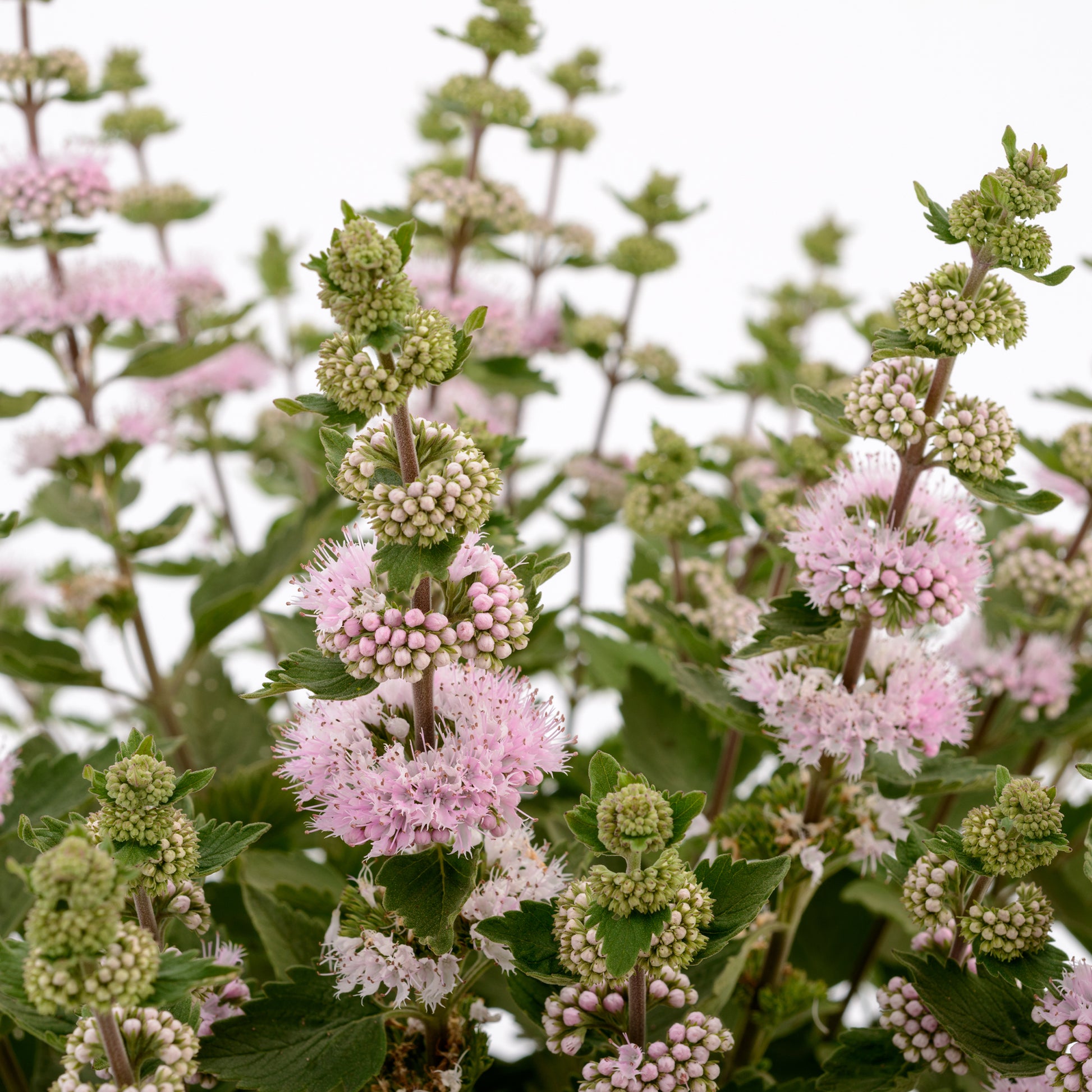 Caryopteris x clandonensis Camara® Pink - Bartblume ‘Camara’® Pink - Caryopteris