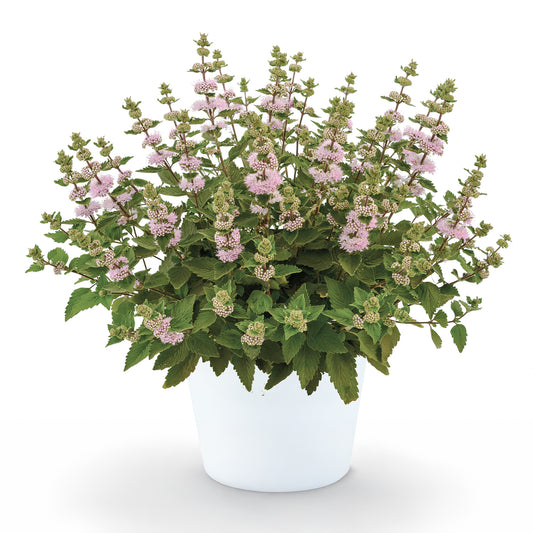 Bartblume ‘Camara’® Pink - Bakker