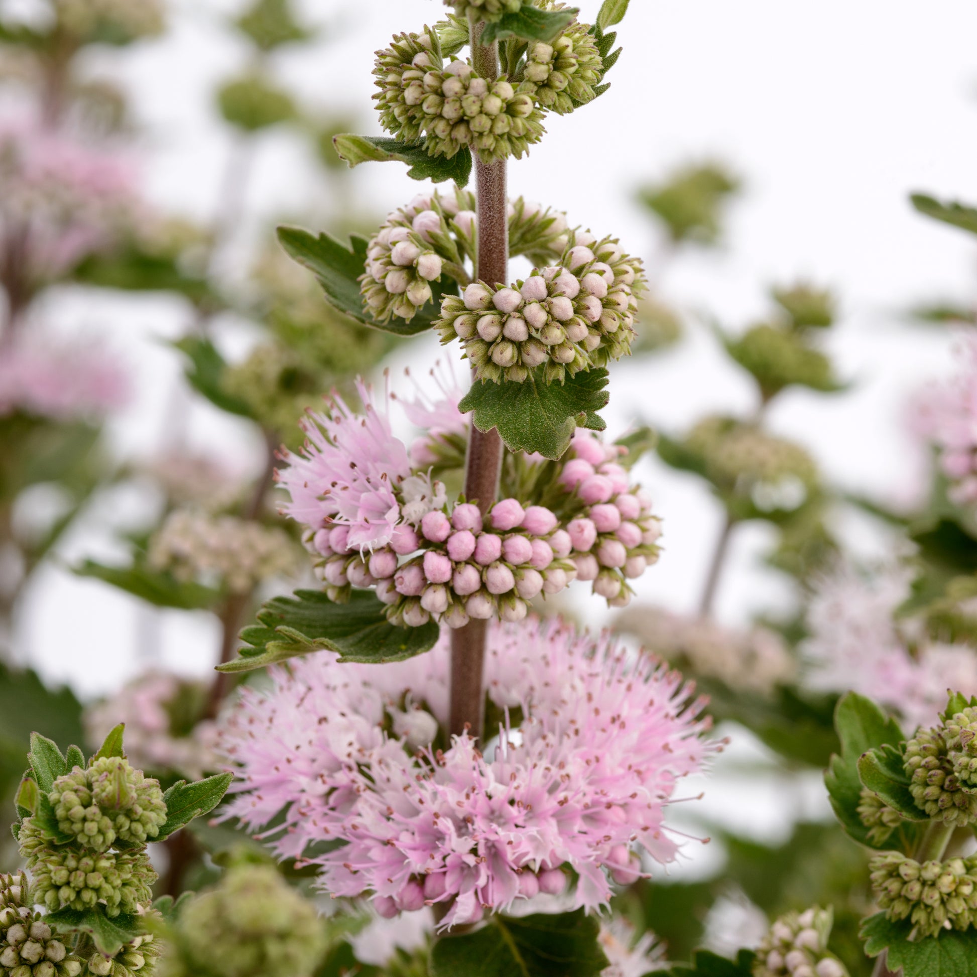 Bartblume ‘Camara’® Pink - Caryopteris x clandonensis Camara® Pink - Bakker