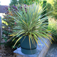 Keulenlilie 'Fantasy'® - Cordyline australis Fantasy ® - Bakker