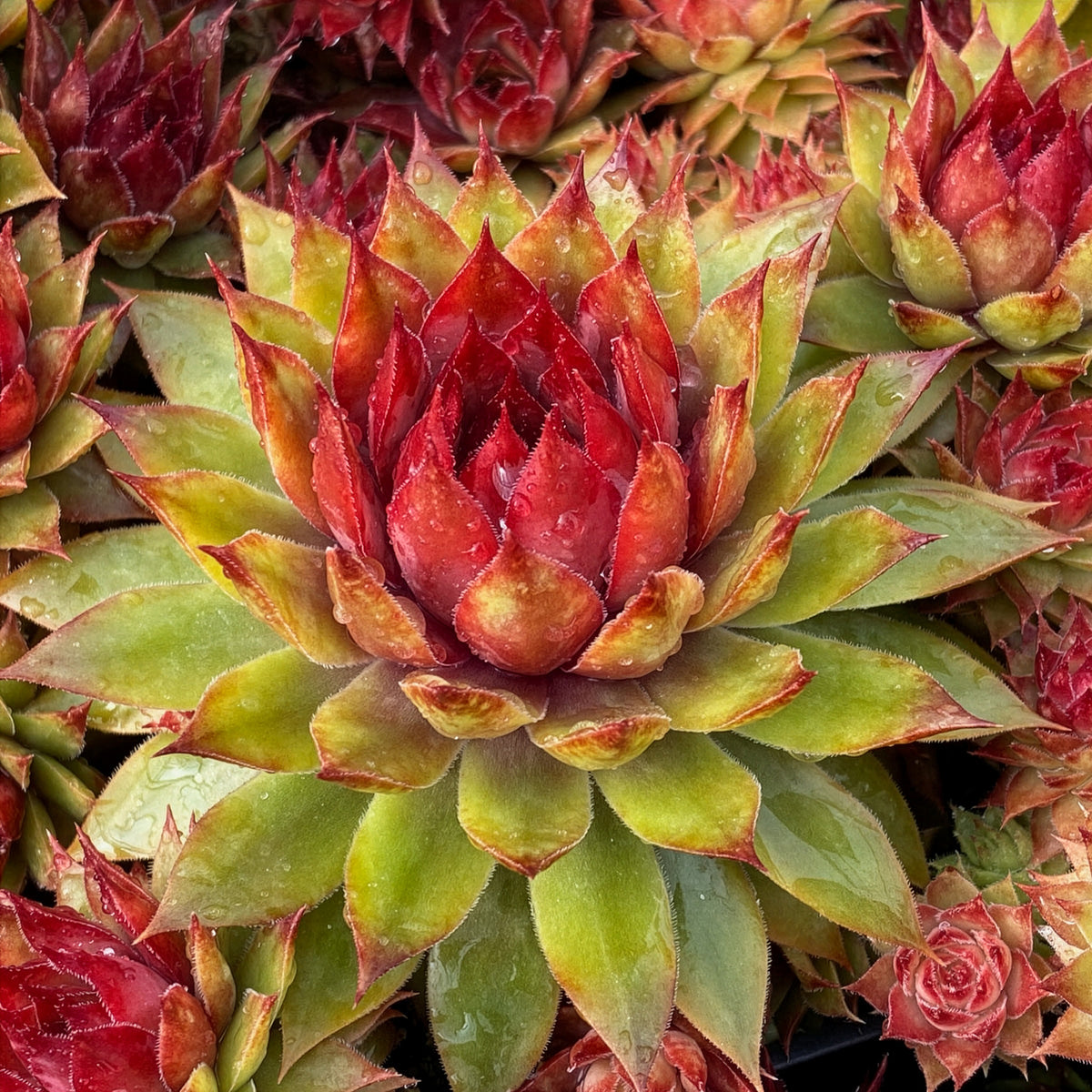 Sempervivum Chick Charms ® Pineapple Paradise - Sempervivum Chick Charms® Pineapple Paradise - Bakker