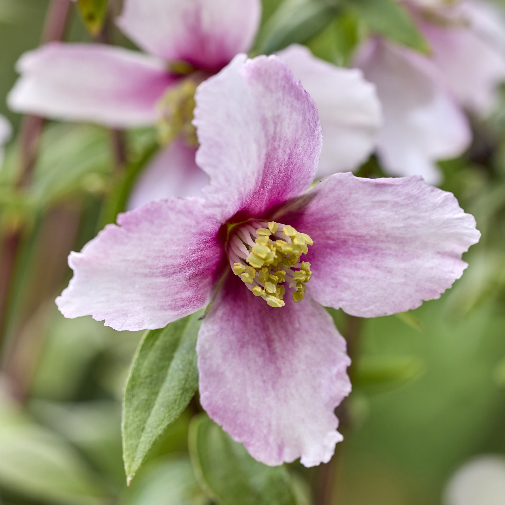Gartenjasmin Petite Perfume® Pink - Bakker
