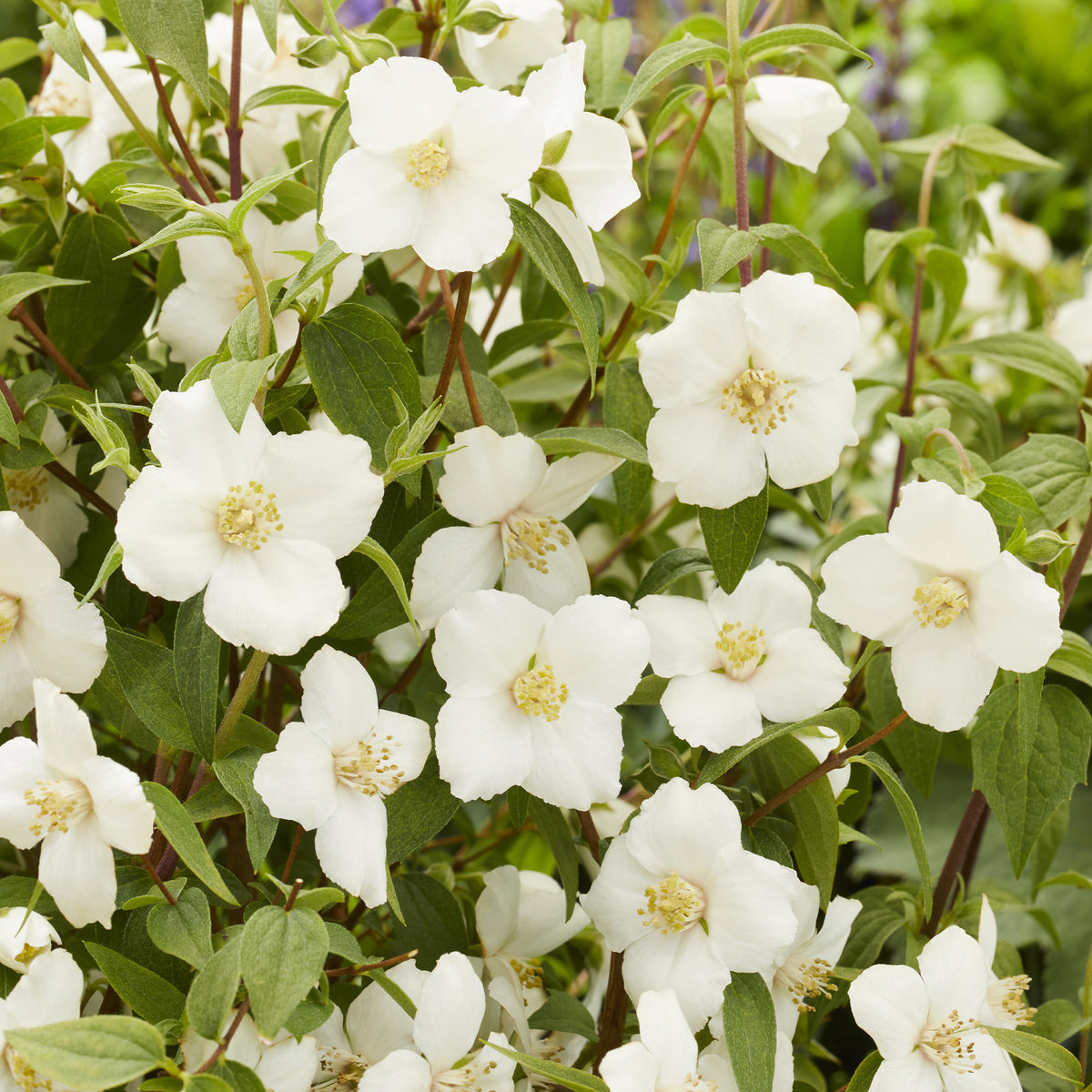 Gartenjasmin Petite Perfume® White - Bakker