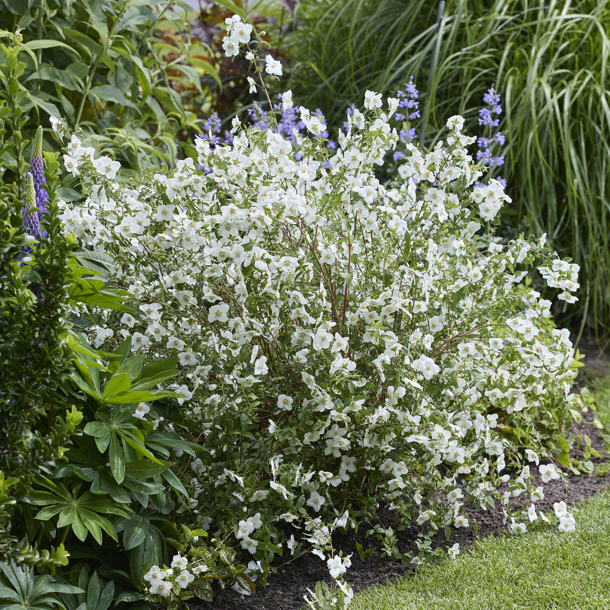 PHILADELPHUS coronarius Petite Perfume white® - Gartenjasmin Petite Perfume® White - Blühende Sträucher
