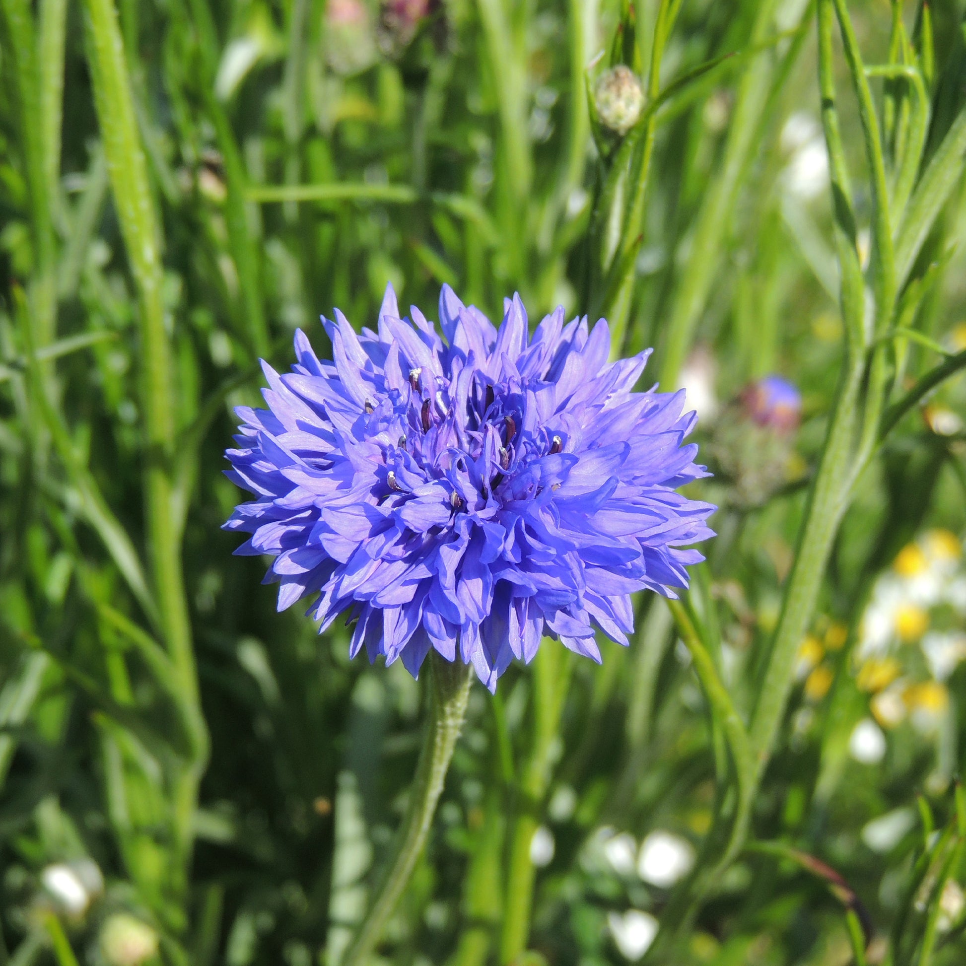 Kornblume Blue Boy - Centaurea cyanus Blue Boy - Bakker