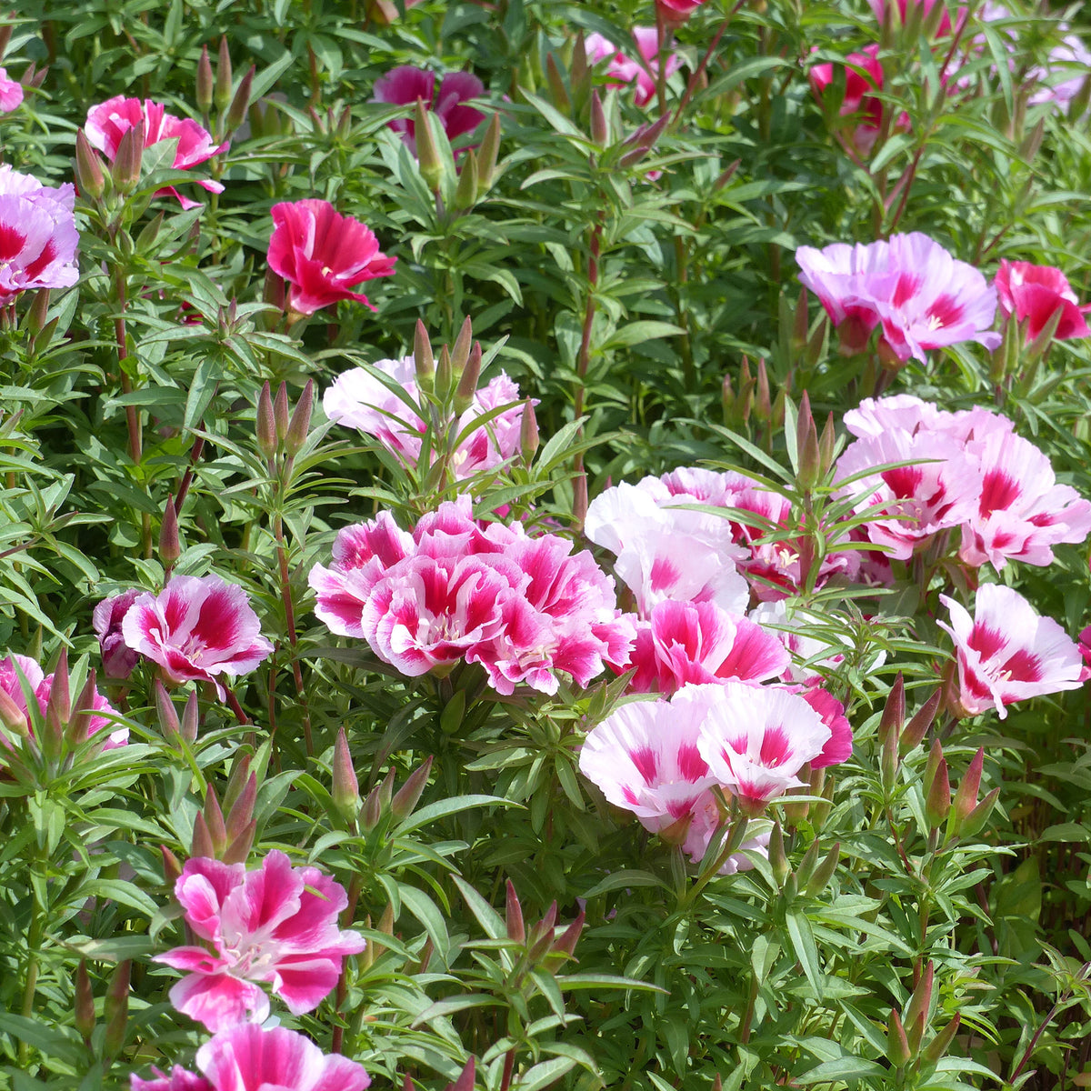 Sommerazaleen Mischung - Clarkia - Bakker