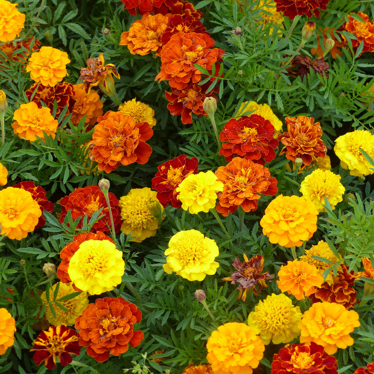 Niedrige Studentenblume - Tagetes patula - Bakker