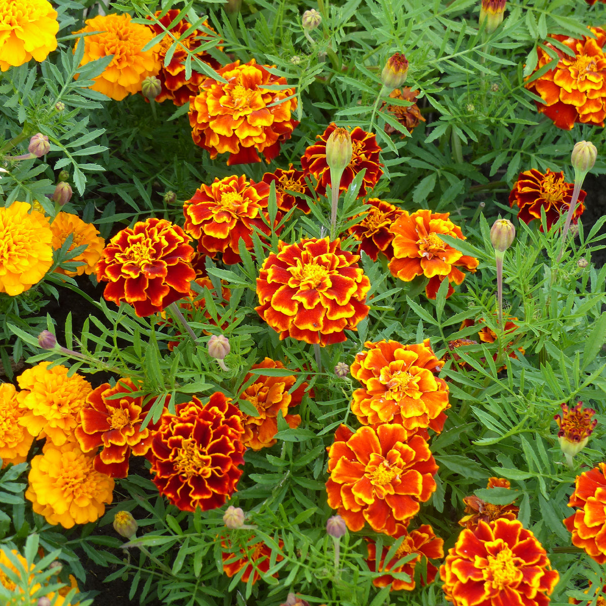 Samen für essbare Blumen - Niedrige Studentenblume - Tagetes patula