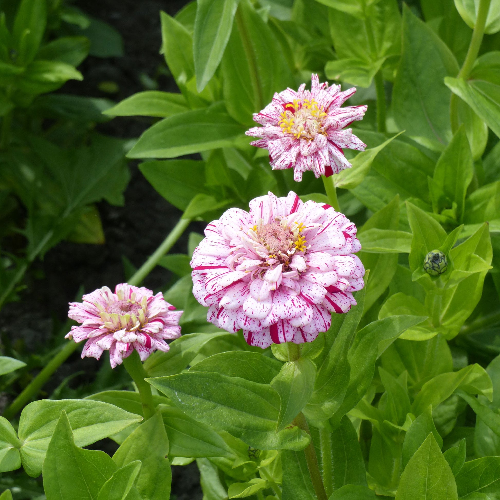 Zinnie 'Peppermint Stick' - Zinnia peppermint - Bakker